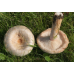 Мицелий Волнушки белой (Lactarius pubescens)